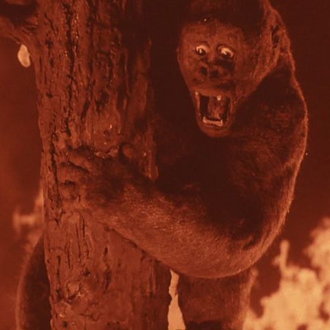 Mighty Joe Young (1949)  (Godzilla/Kong Retrospective) - Podcast/Discussion