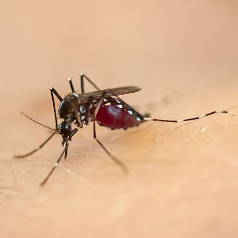 Covid-19: Iss, le zanzare non trasmettono il virus