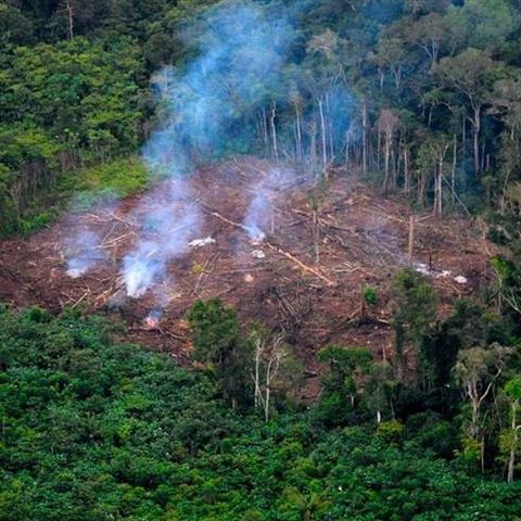 Deforestación: crisis climática y social