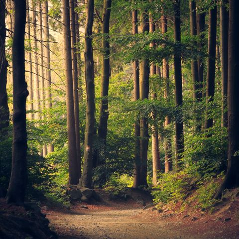 Foresta terapia: scoprire noi stessi attraverso il bosco per affrontare meglio la malattia