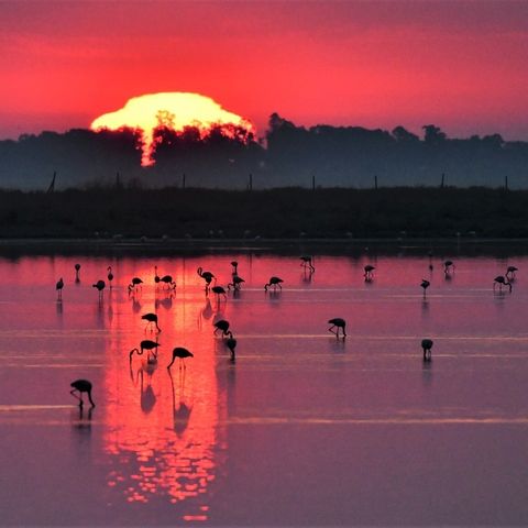 El vínculo entre arte y ciencia: el proyecto 'AVE Doñana'