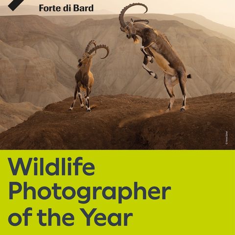Annalisa Cittera "Wildlife Photographer of the Year" Forte di Bard