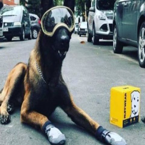 Muere el perro rescatista Chichi