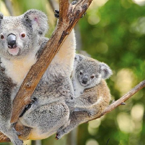 Koalas 🐨 🐨 🐨 🐨 🐨 🐨 🐨 🐨 🐨 🐨