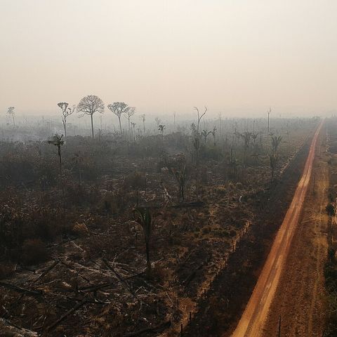 Brasile, l’intelligenza artificiale sfida la deforestazione