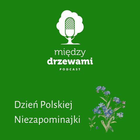 #ZostańWDomu: Dzień Polskiej Niezapominajki