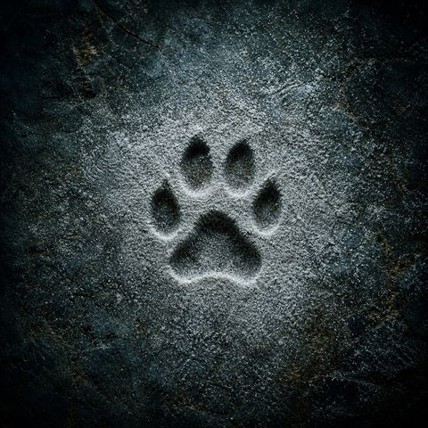 Paw Print in Flour Dust — Brothers Grimm rebooted