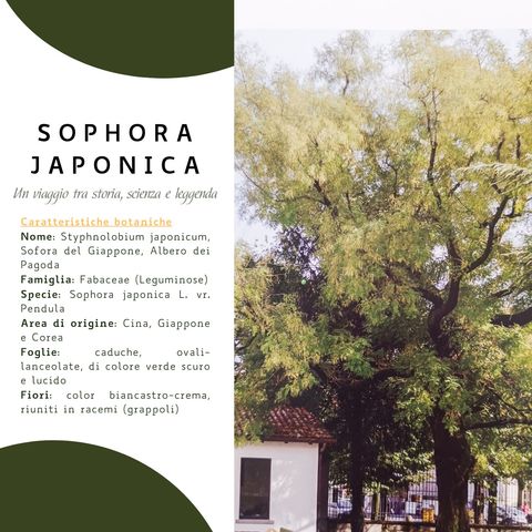 2. Sophora Japonica -Un viaggio tra storia, scienza e leggenda