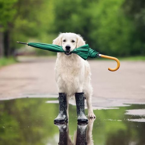 Dogs Love Playing In The Rain