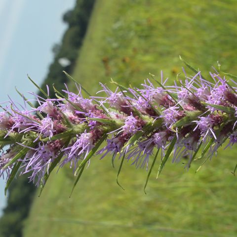 Tennessee Oak Savanna Rants