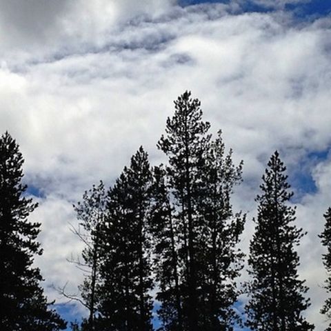 Changes in Forests Increase Fire Risks, Insect Outbreaks