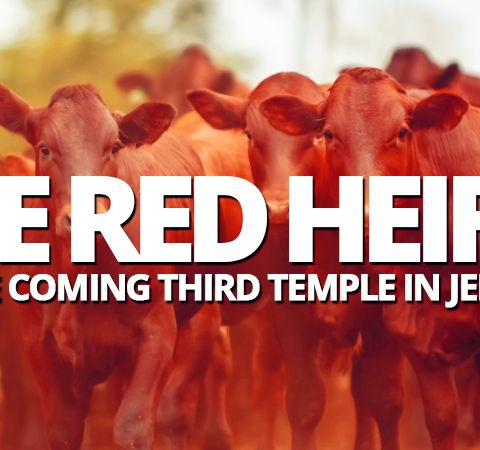The Red Heifers and the Coming Third Jewish Temple