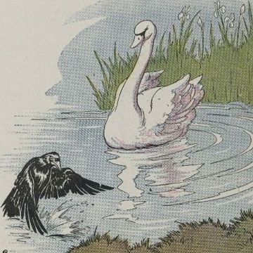 The Raven And The Swan