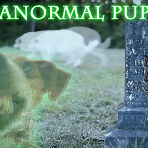 Paranormal Puppies episode 16