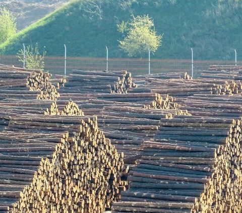 Sulla deforestazione l'Europa fa un altro passo indietro