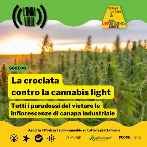 La crociata contro la cannabis light | S0208