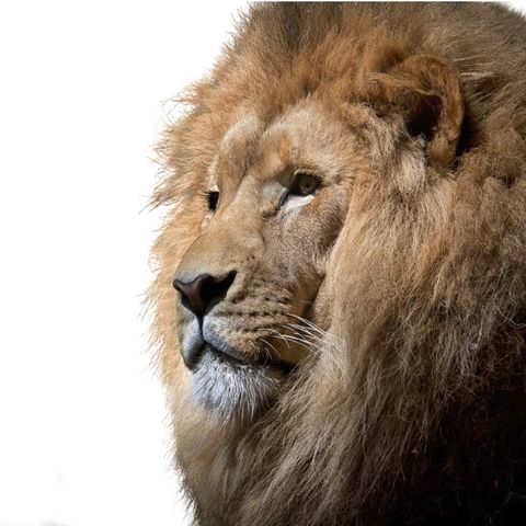 De oude Leeuw | Aesopus Fabels