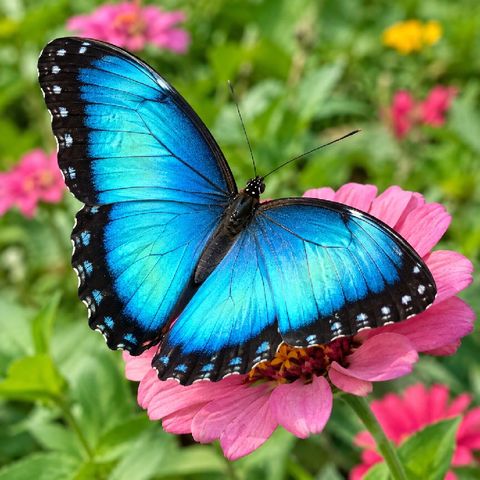 butterflies