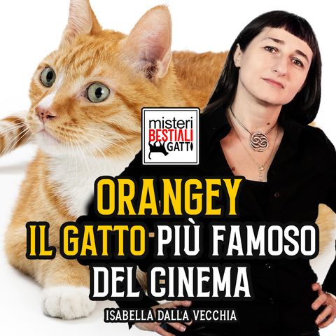 Orangey il gatto più famoso del cinema