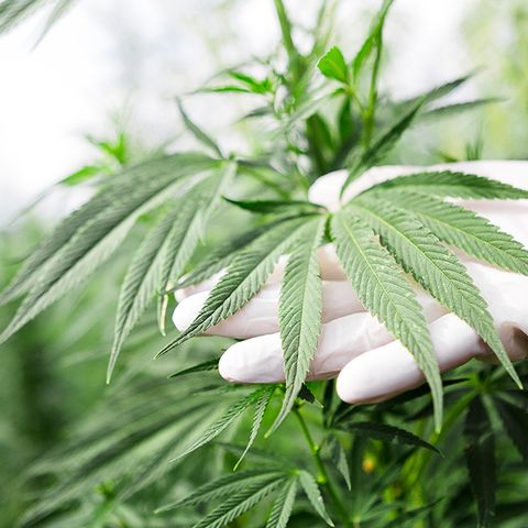 Two Cannabis Testing Labs Get Green Light