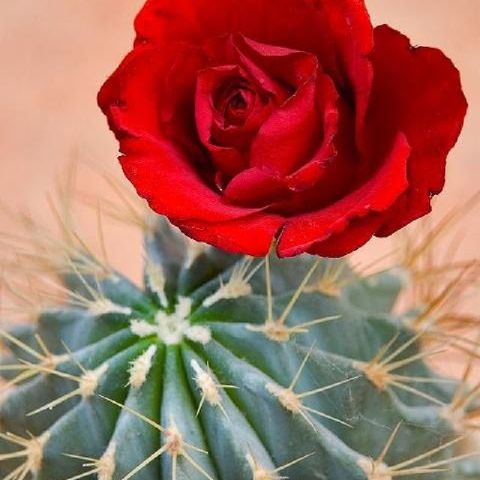 La Rosa & Il cactus #RadioHermes