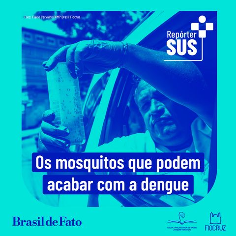 Wolbitos: os mosquitos que podem frear a transmissão da dengue