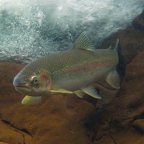 NWWC March 17, Hour 2: Jon McMillan delivers the steelhead State of the Union address