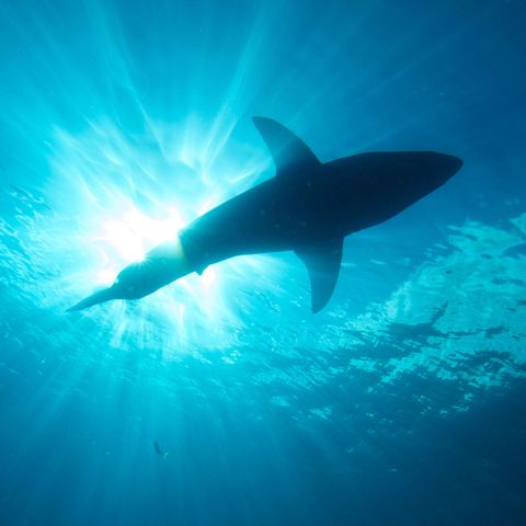 Cosmic Queries – Sharks