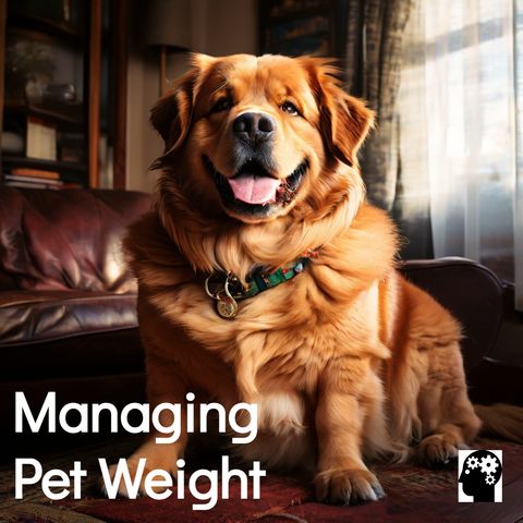 Find out more about obesity in pets