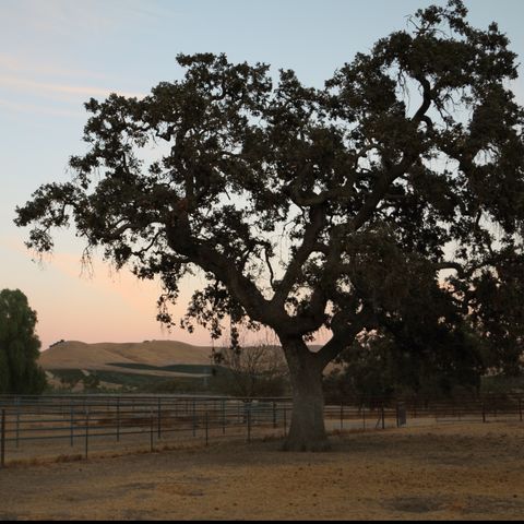 Historic Paicines Ranch in Central California