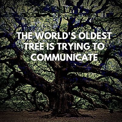 The World's Oldest Tree Is Trying To Communicate Pt 2