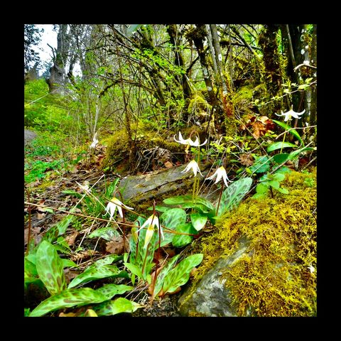 Rithet's bog Revisited