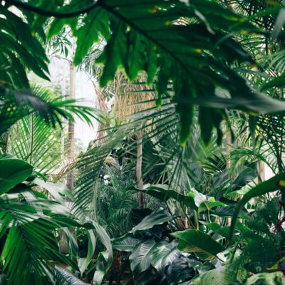 Jungle Ambience 3 Hours