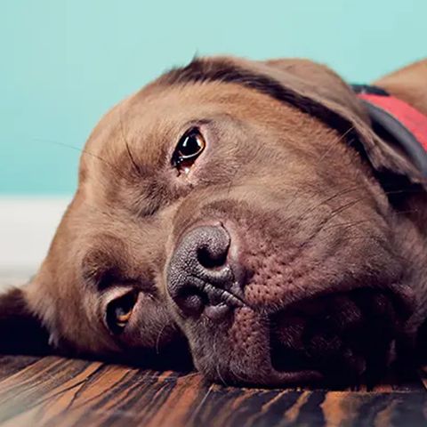 Saiba tudo sobre depressão dos pets