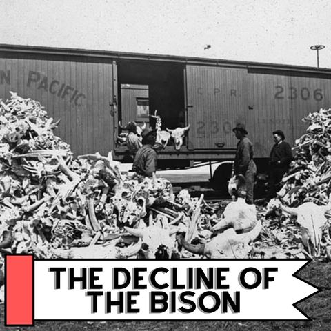 The Demise Of The Bison