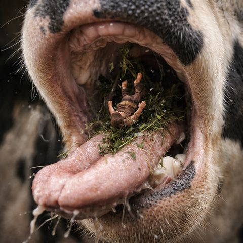 Thumbling drops into cow stomach