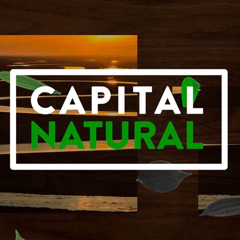 Capital Natural - Bioma Cerrado | Parte 3