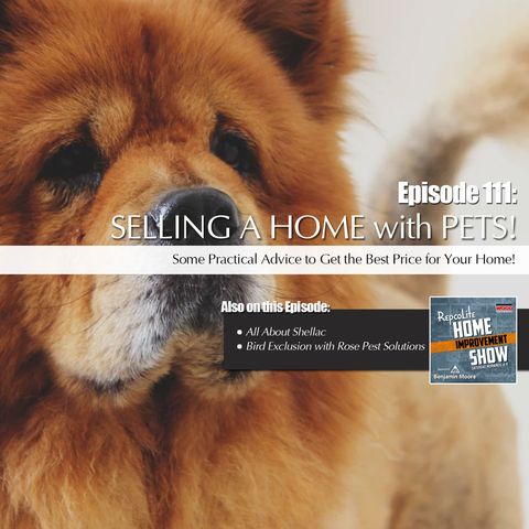 Episode 111: Shellac, Selling a Home With Pets, Bird Exclusion