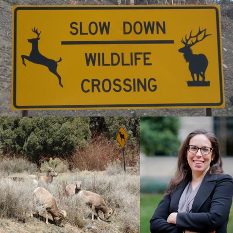 Wildlife Corridors Conservation Act - Kate Wall, IFAW, on Big Blend Radio