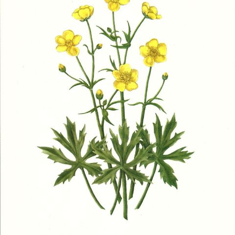 Show 31:  The Buttercup Family of herbs