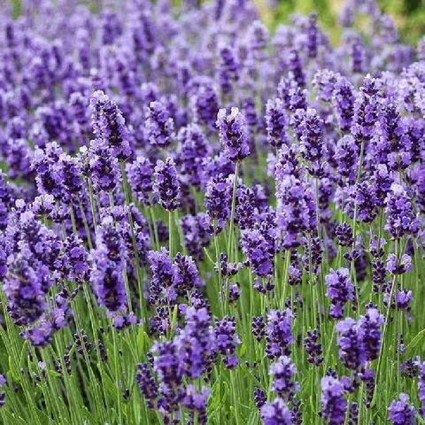 Cap. 22 I Matrimonios Lavanda.