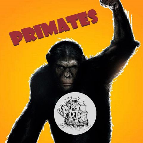 T1E02 Chimpancés, bonobos y "El Origen del Planeta de los Simios" con Raúl Cabrera de SOS Primates.