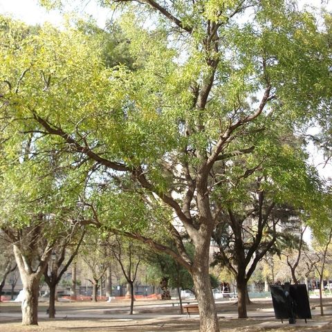 Plaza Rivadavia: tres árboles con historia
