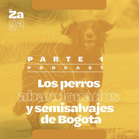 Ep 1: Los perros abandonados y semisalvajes de Bogota