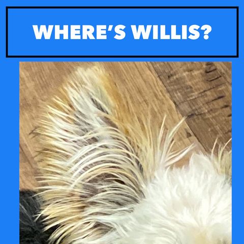🧩 WHERE'S WILLIS? #3