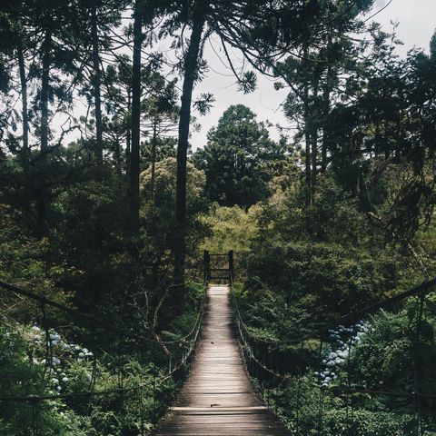 SONIDOS DE LA NATURALEZA. Sonidos del BOSQUE para Relajarse