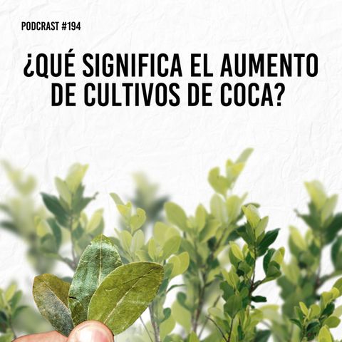 ¿Qué significa el aumento de cultivos de coca?