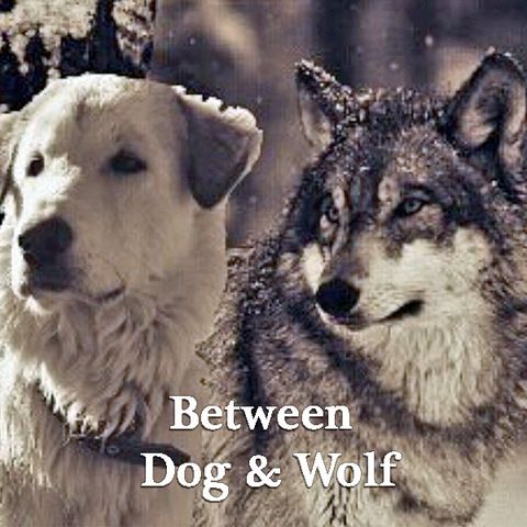 TSP115 - PH Factor: Between dog and wolf.
