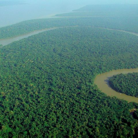 Effetto Lula In Amazzonia la deforestazione cala del 34� in sei mesi