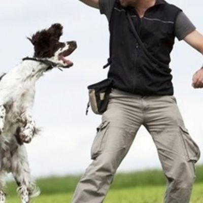 Kip Lewis - Expert Livestock Trainer